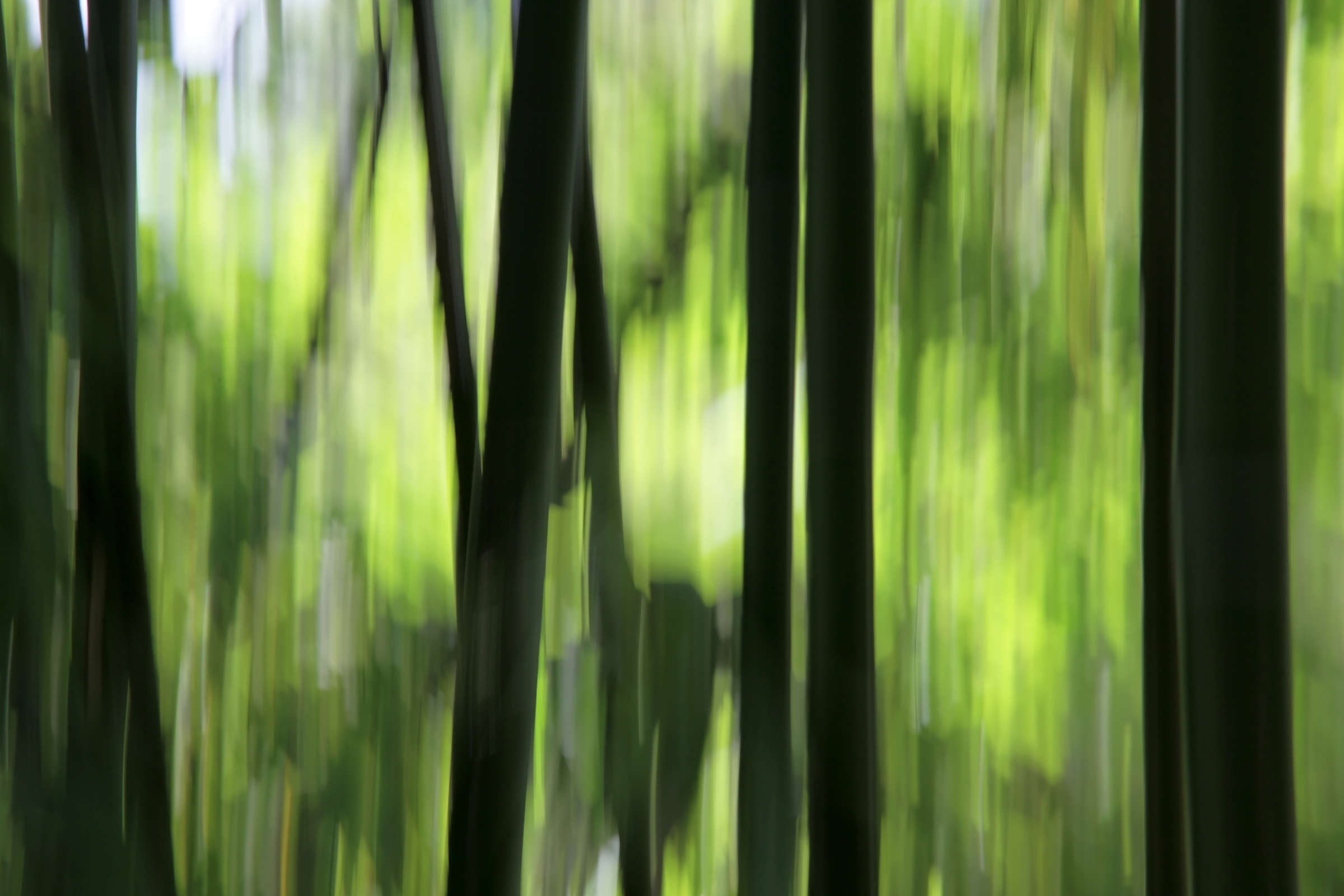livingwalls impression numérique Nature