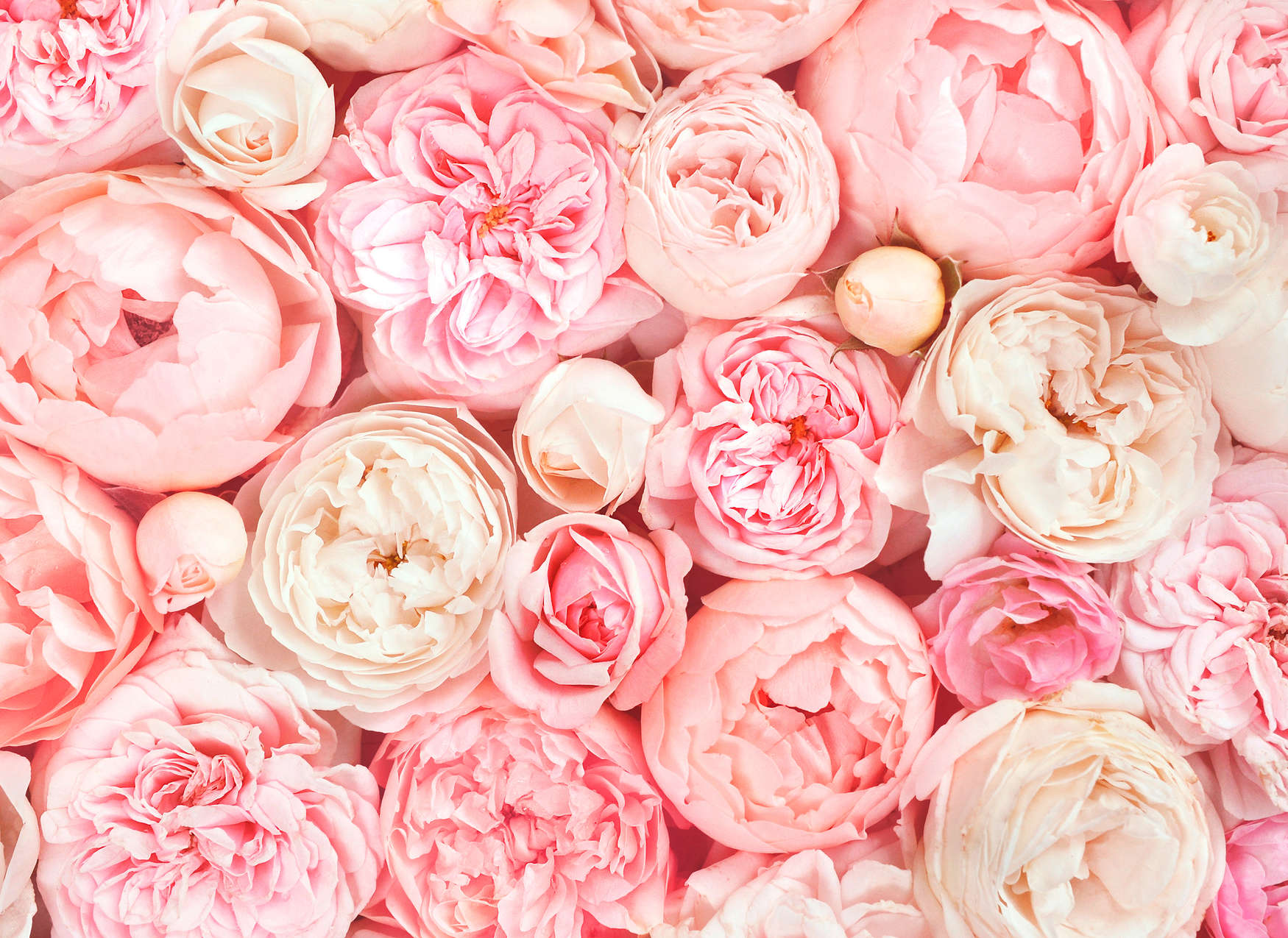 livingwalls Photo wallpaper Designwalls
