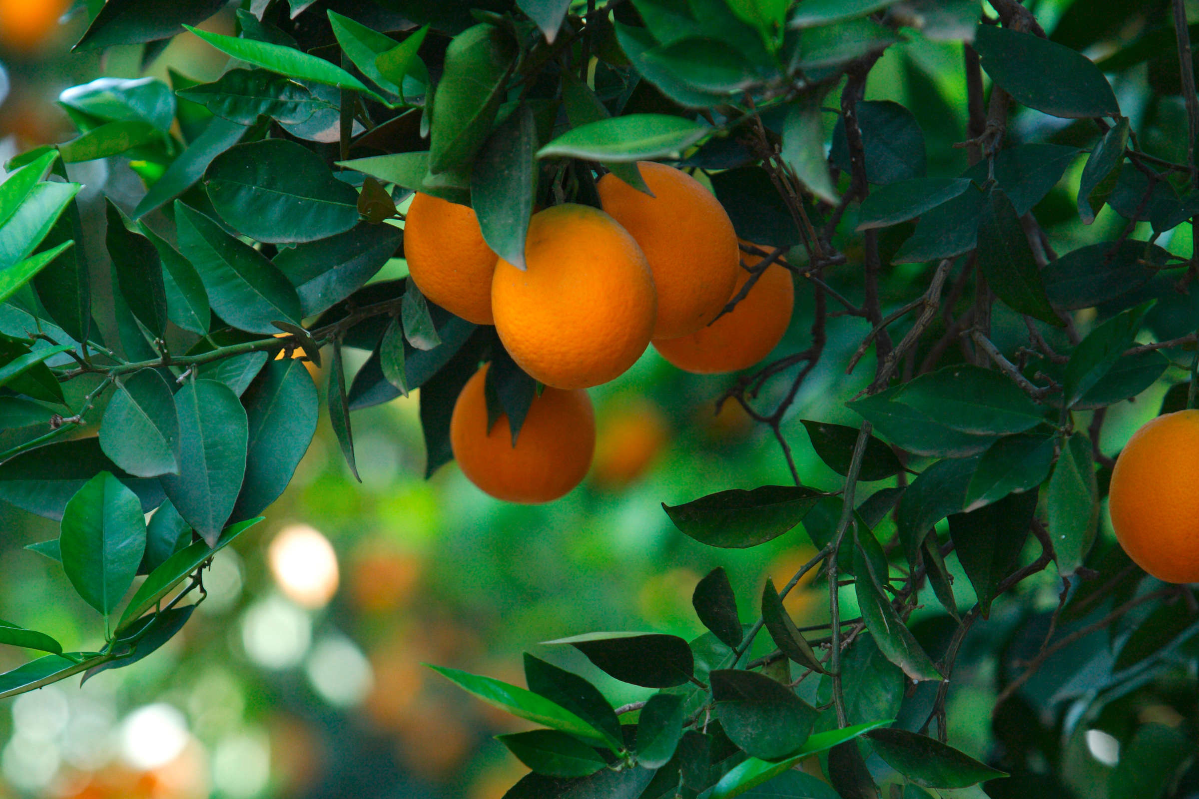 livingwalls Фотообои Food