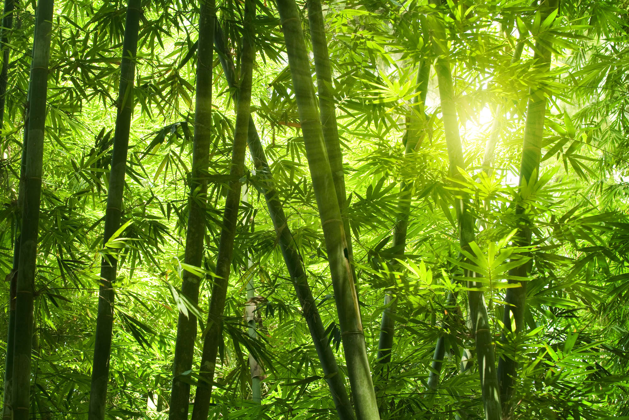 livingwalls Fototapete Nature