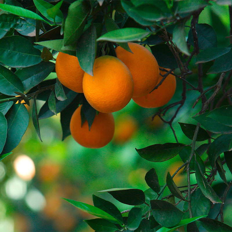 livingwalls Фотообои Food