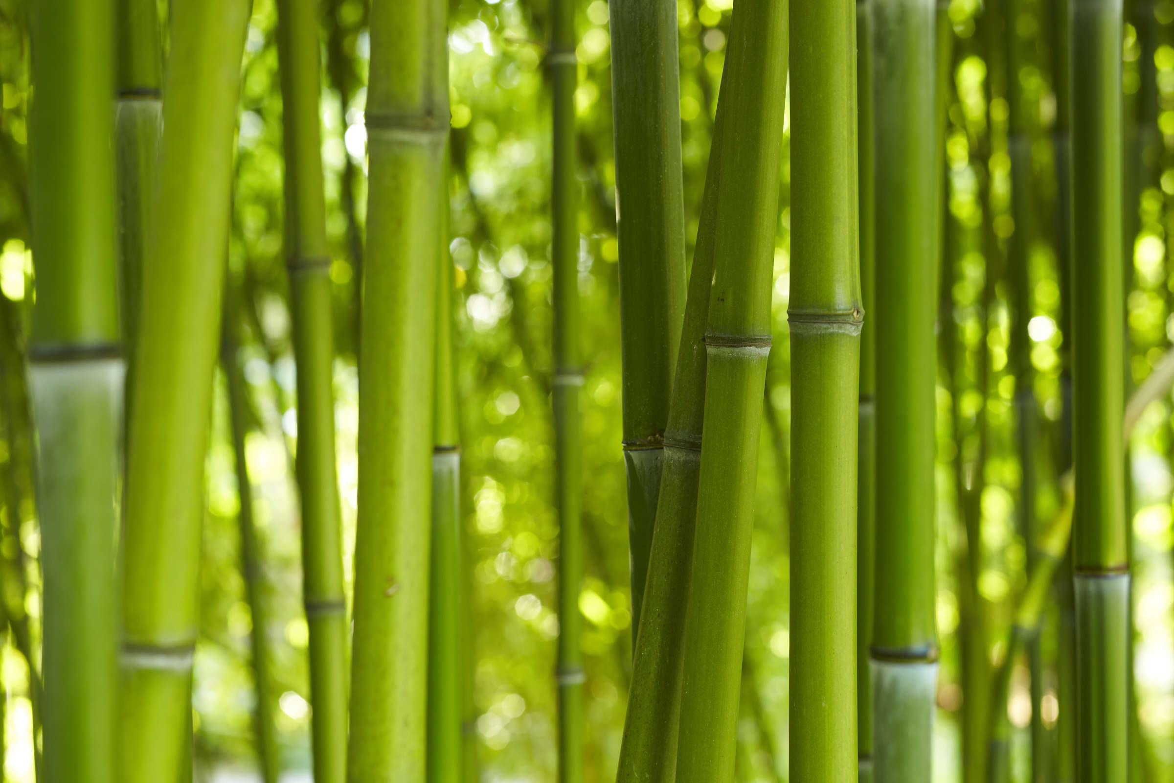 livingwalls impression numérique Nature