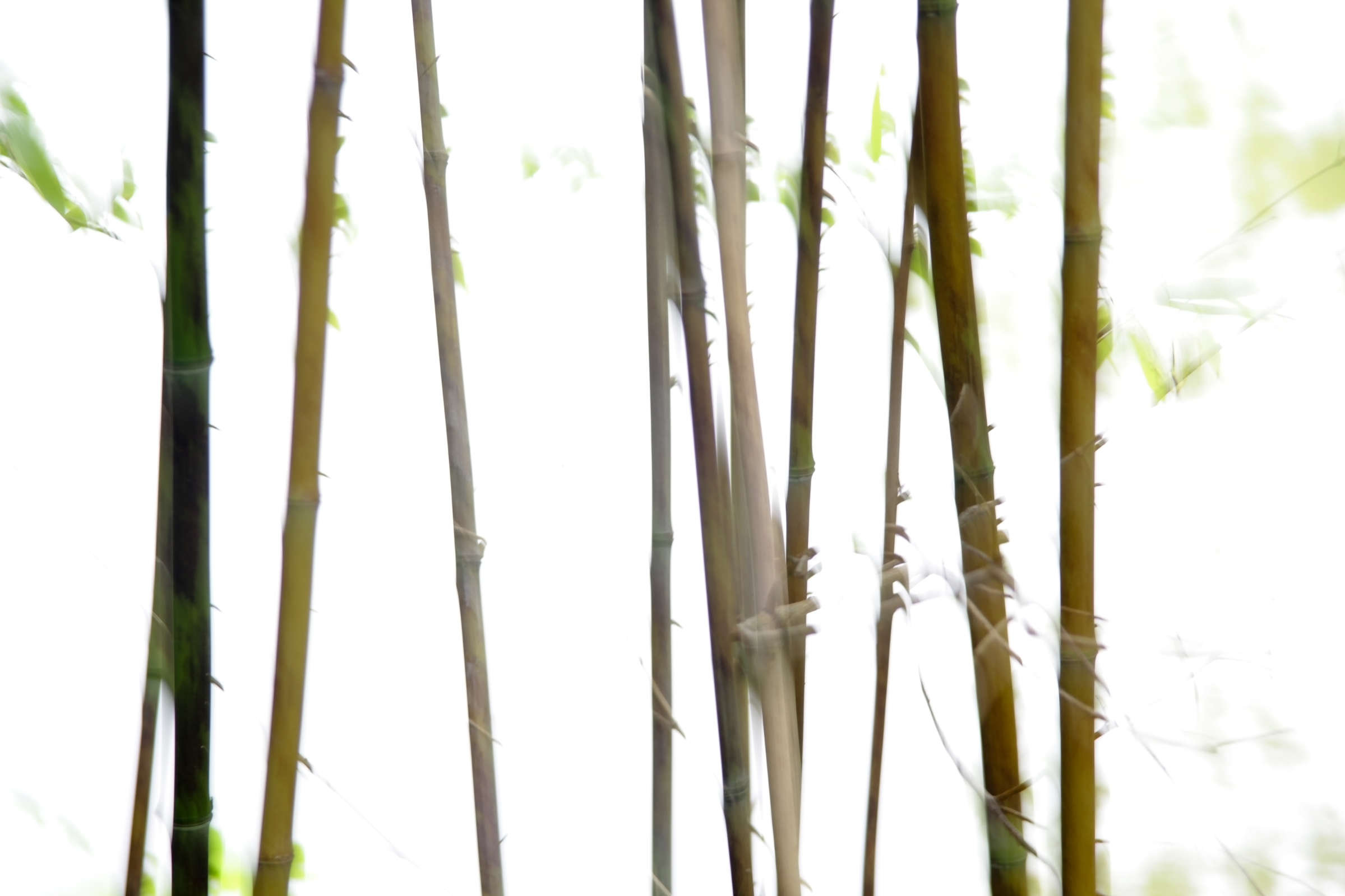livingwalls impression numérique Nature