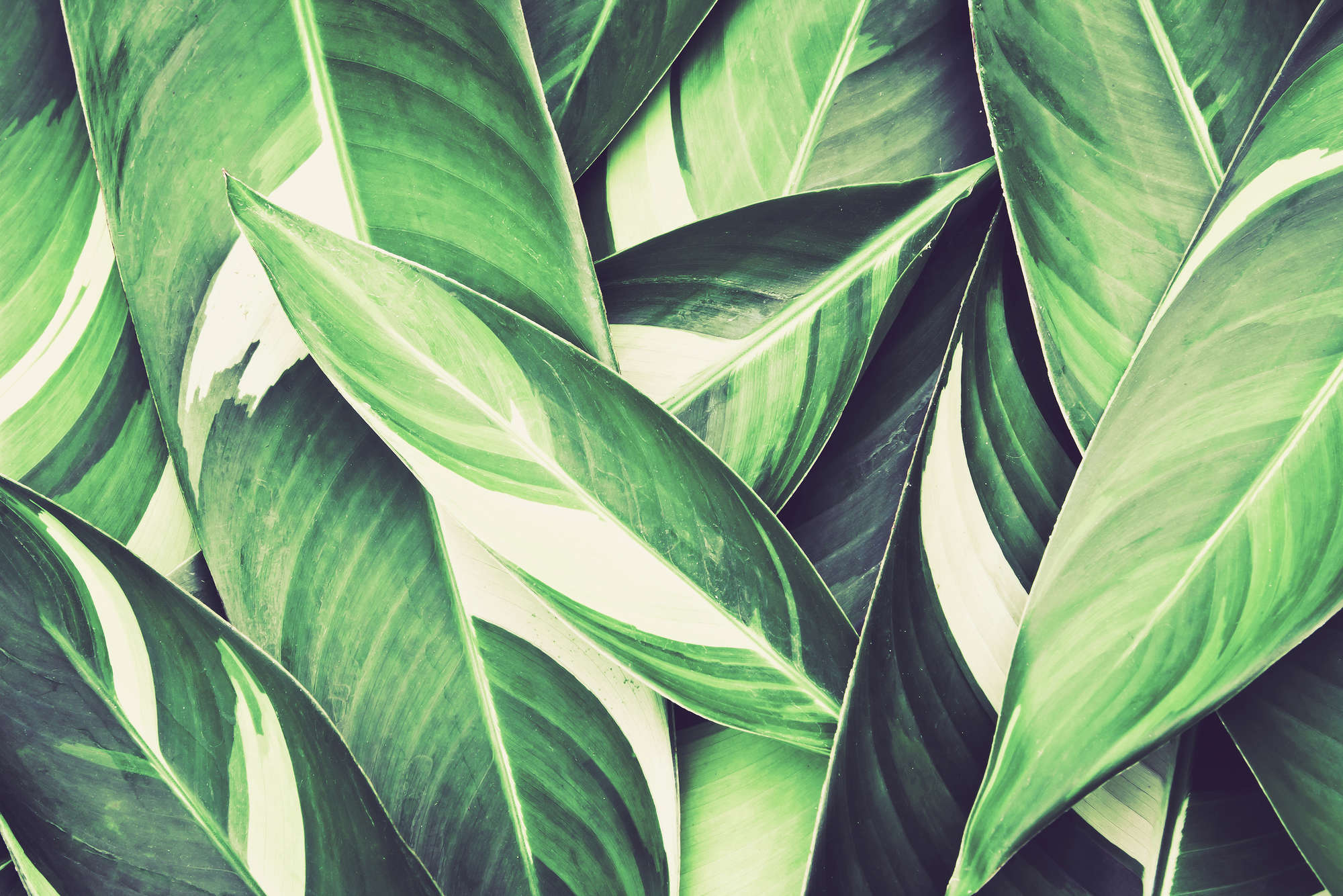 livingwalls Фотообои XXL unique livingwalls Фотообои XXL unique