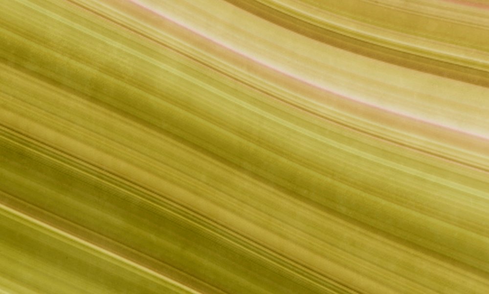 walls by patel Фотообои Walls by Patel walls by patel Фотообои Walls by Patel